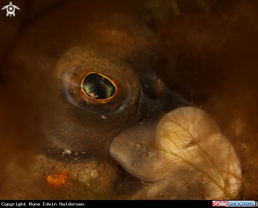 A Flounder