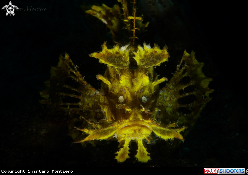 A Yellow Rinophia 