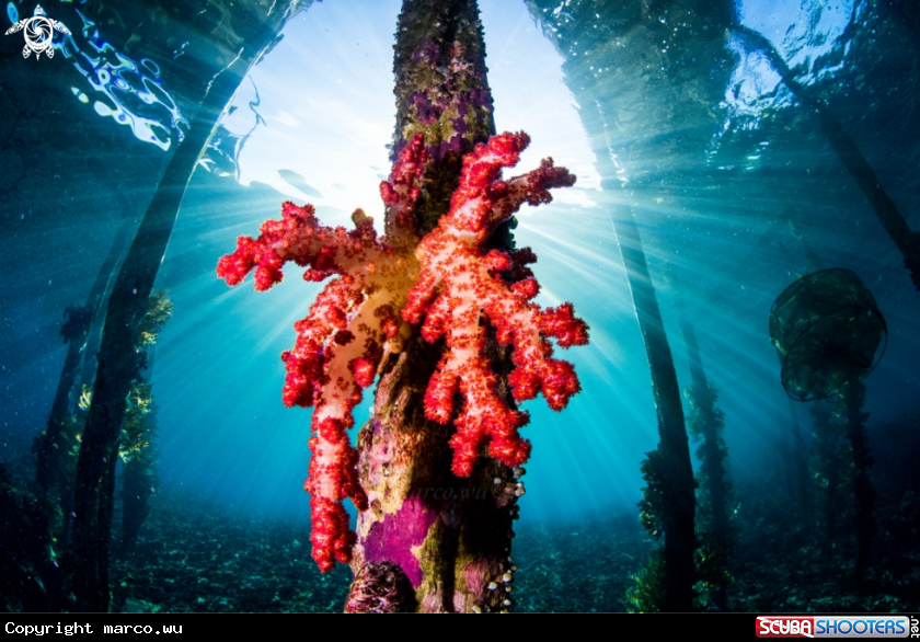 A Soft coral