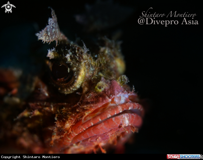 A Scorpion Fish