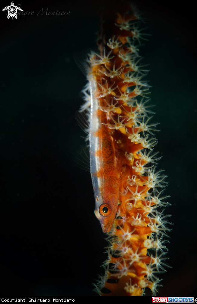 A Whip Coral Goby 
