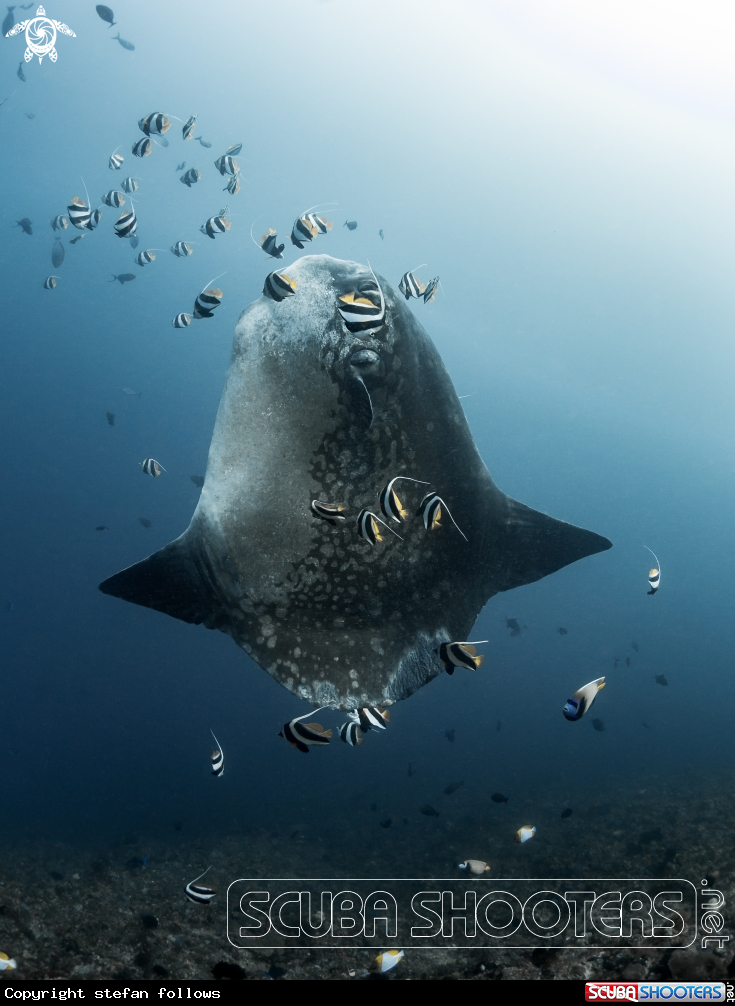 A Southern Ocean Sunfish
