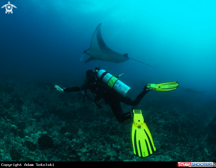 A Manta