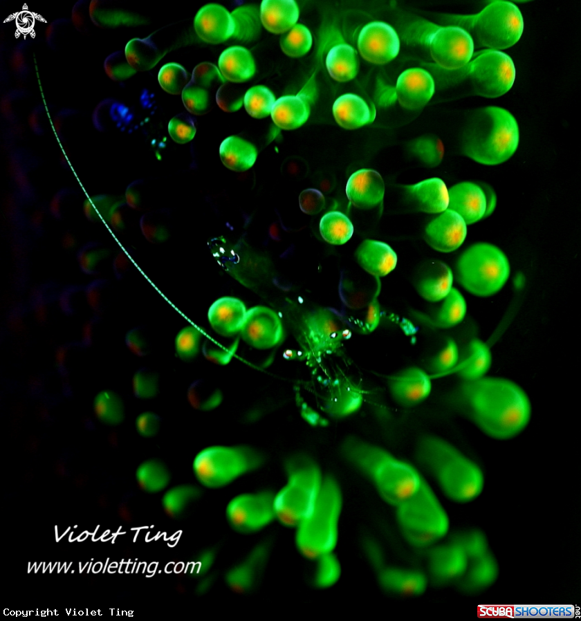A Soft Coral Shrimp