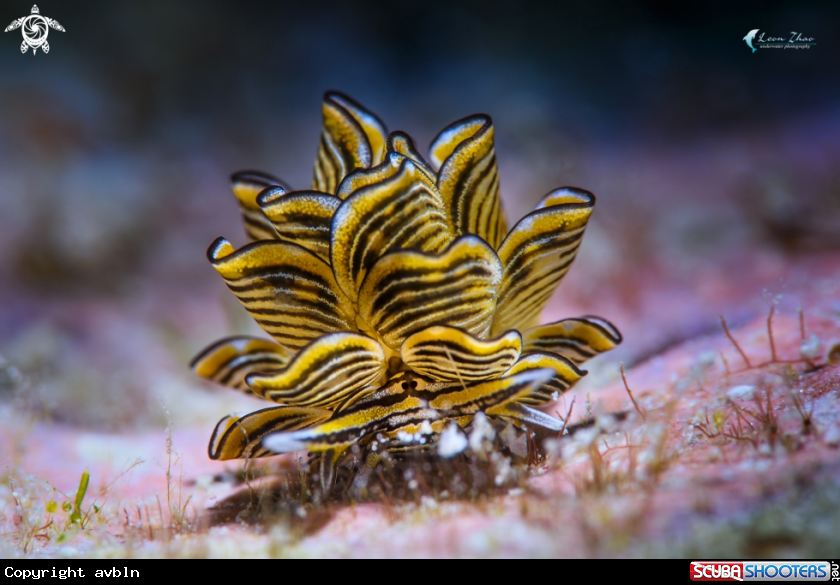 A Cyerce nudi