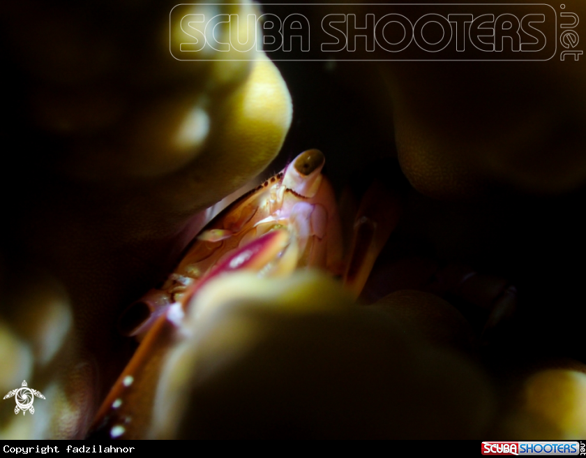A Crab