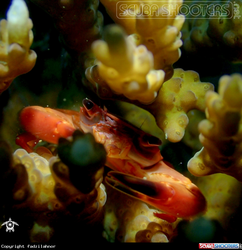 A Crab