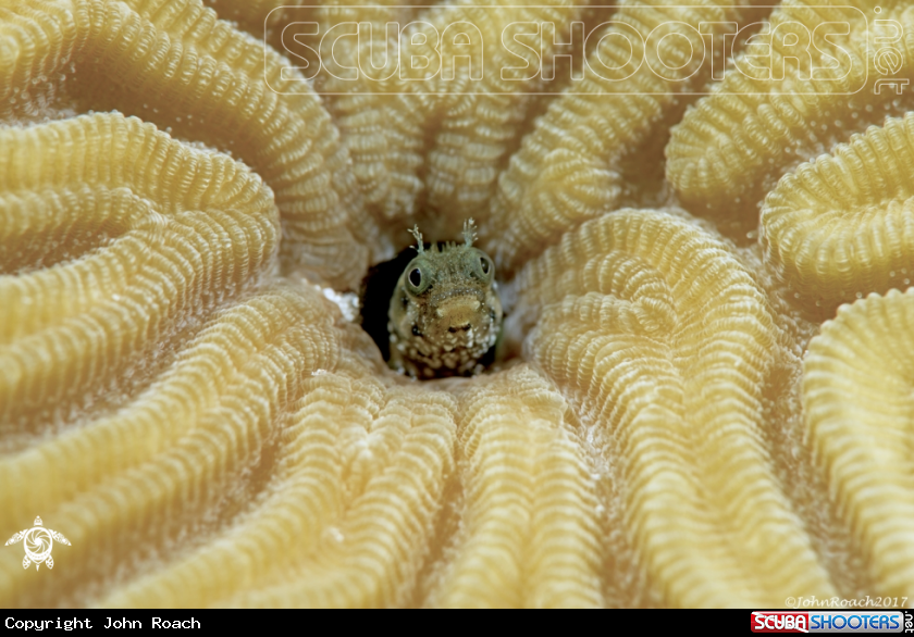 A Spinyhead Blenny