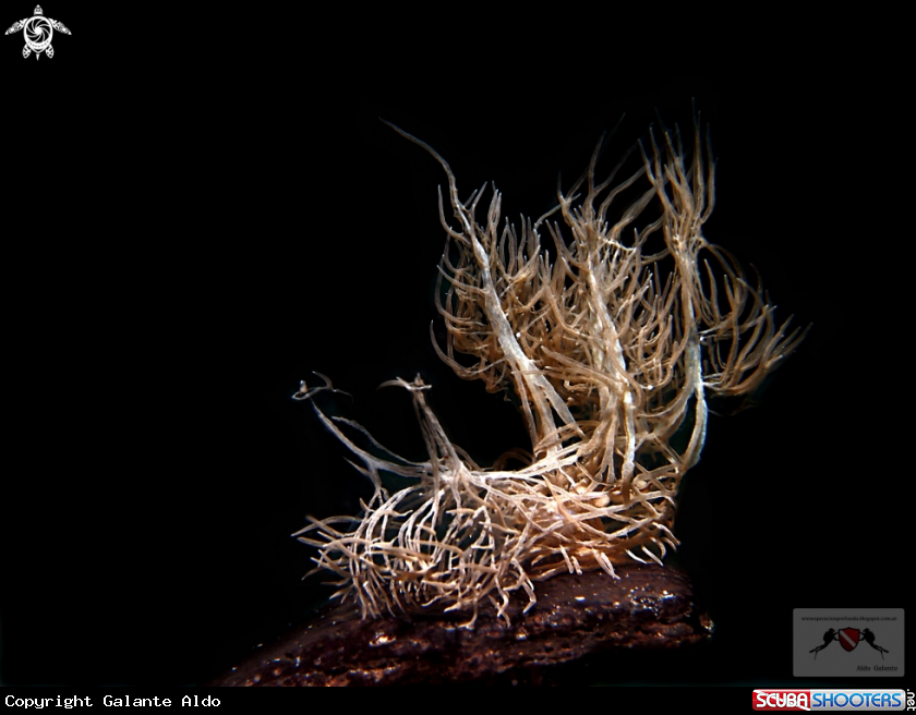 A Melibe Colemani