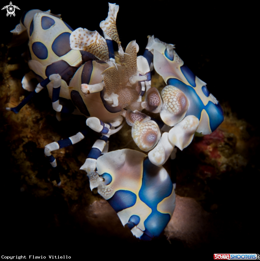 A Arlequin Shrimp