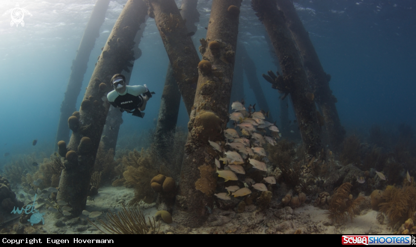 A Freediving Doris