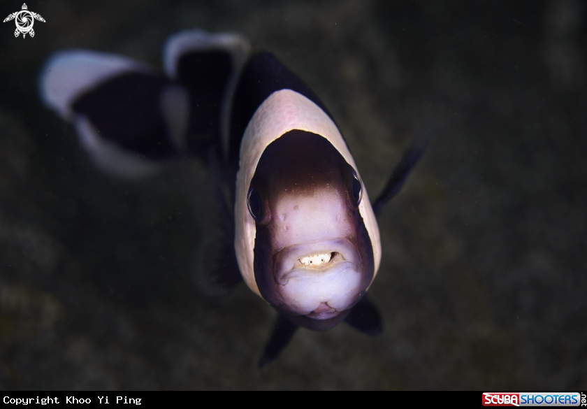 A Clown Fish