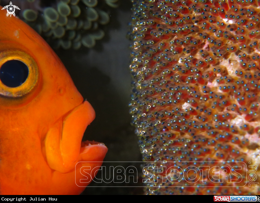 A Anemonefish