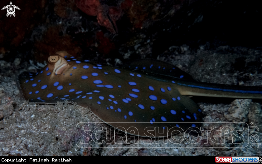 A Bluespotted Ray