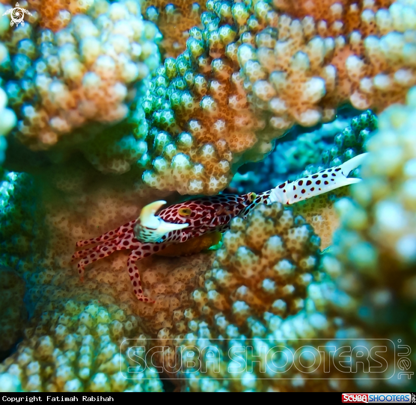 A Coral Crab