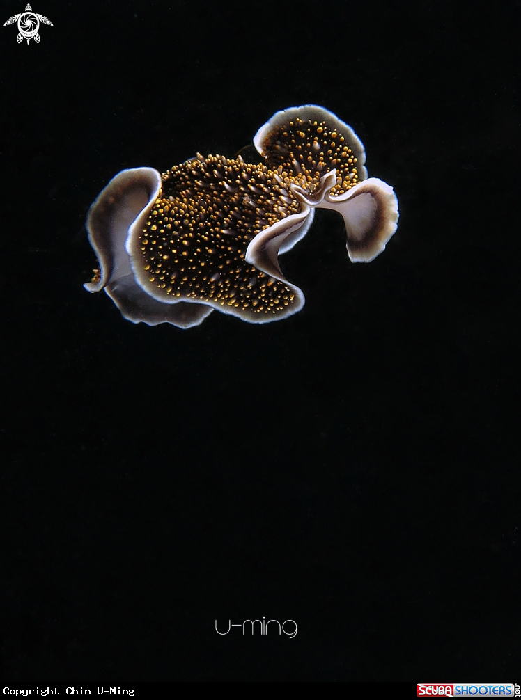 A Flat worm