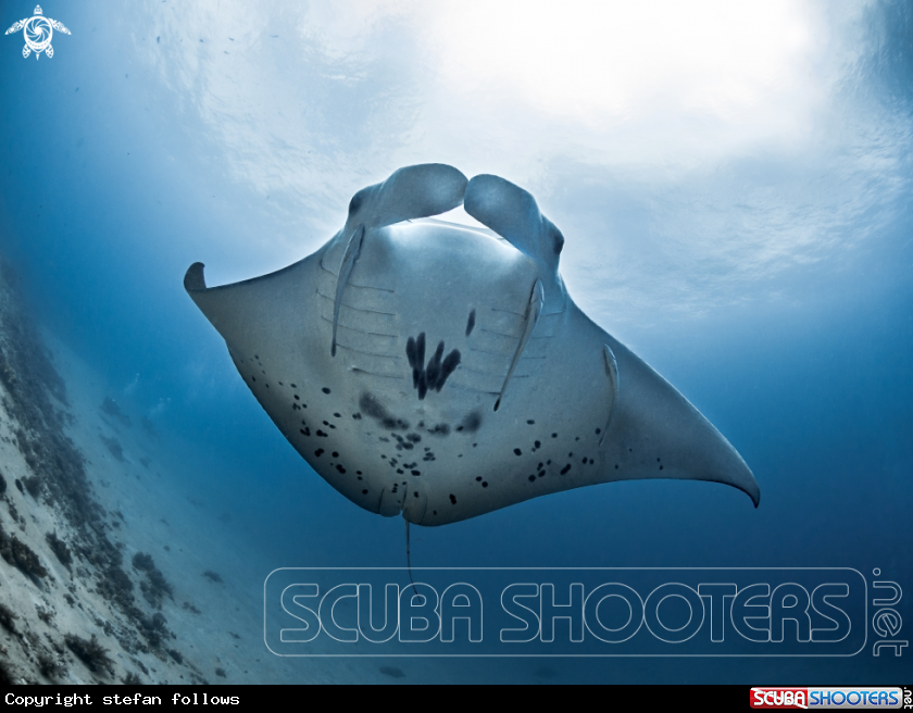 A Manta Ray