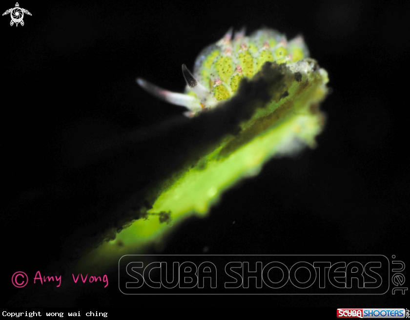 A Nudi