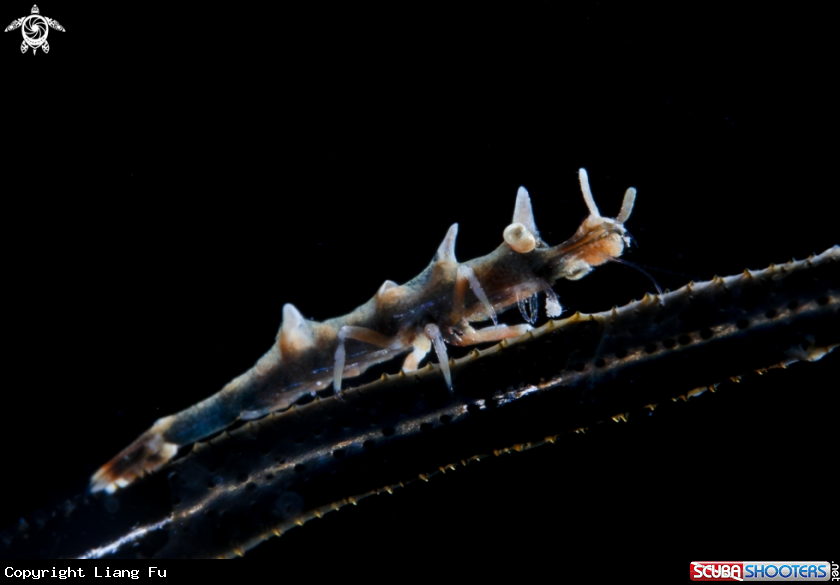 A Dragon shrimp