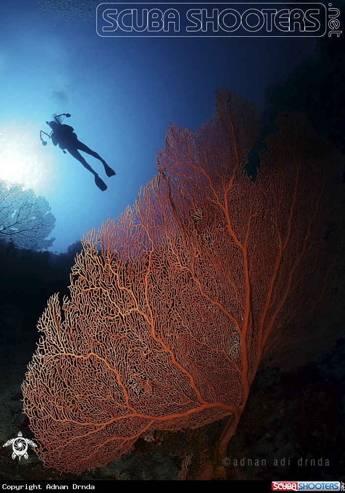 A Sea fan