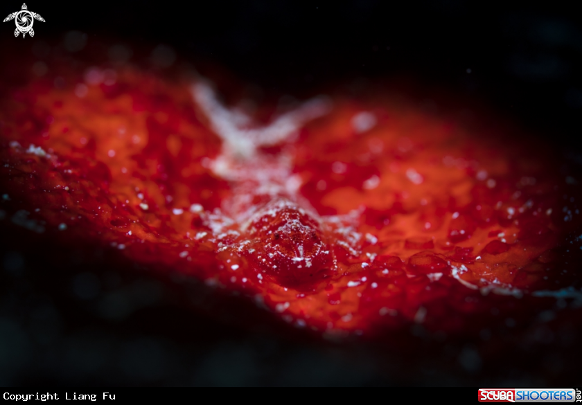 A Cryptic Spong Shrimp