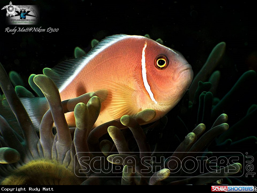 A Clawnfish