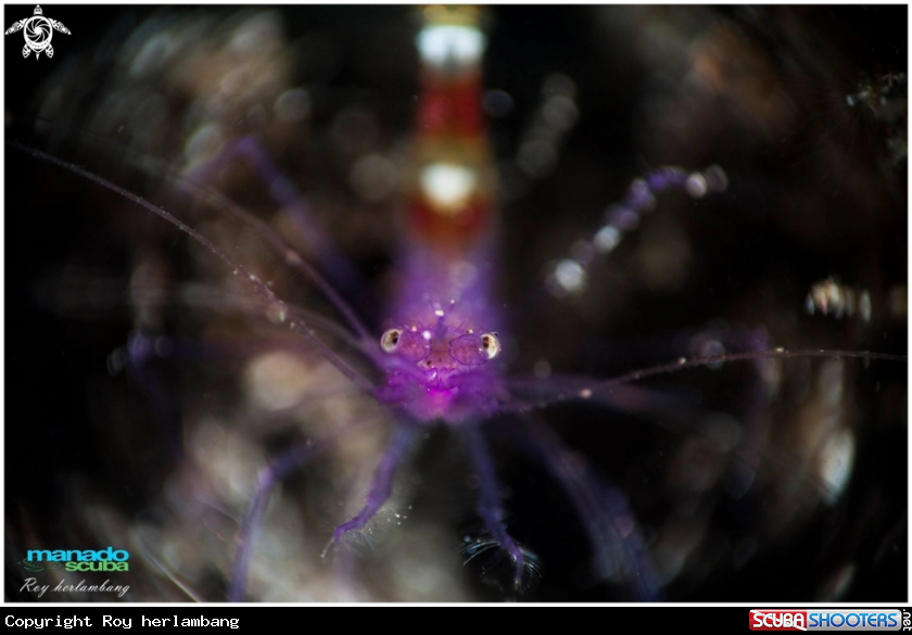 A Banded shrimp