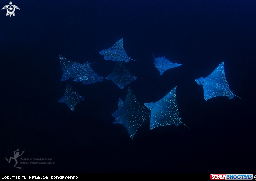 A Eagle ray