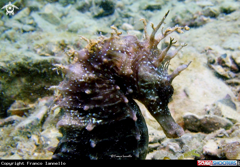 A Seahorse