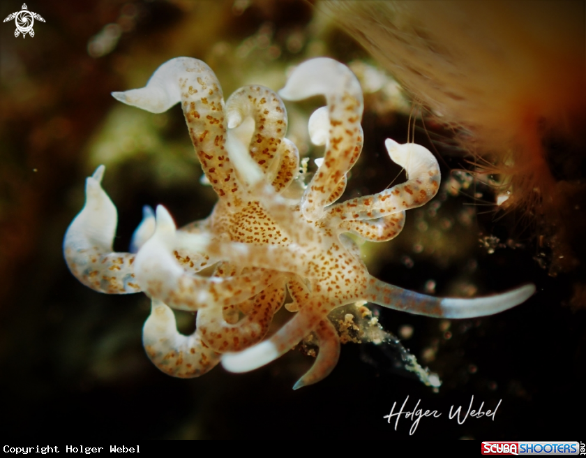 A Phyllodesmium macphersonae