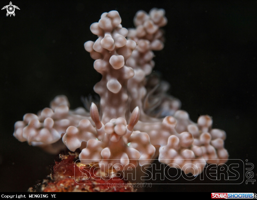 A ceratosoma alleni