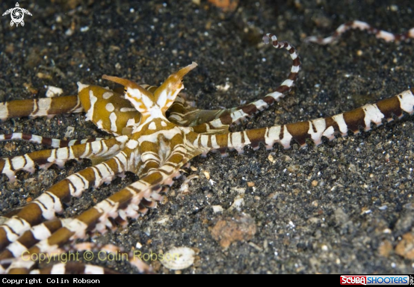 A mimic octopus