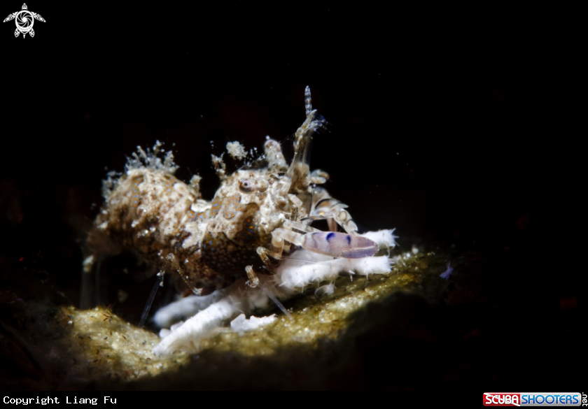 A Simplex Shrimp