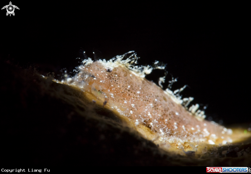 A Cryptic Spong Shrimp