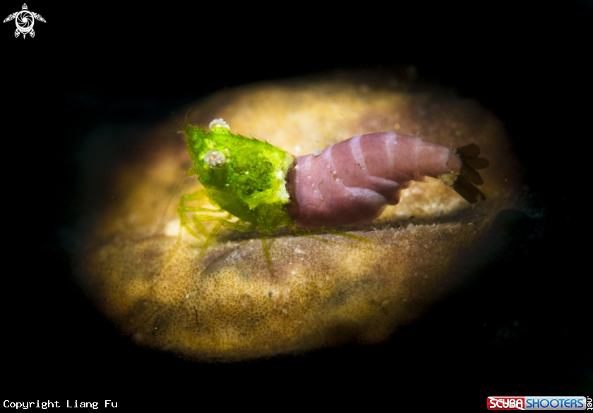 A Sashimi Shrimp
