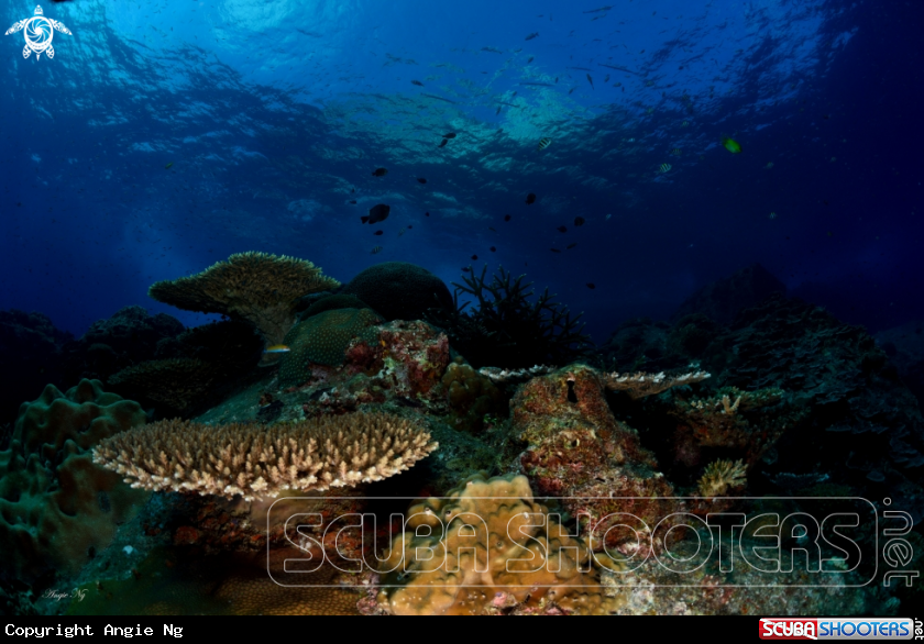 A coral reef