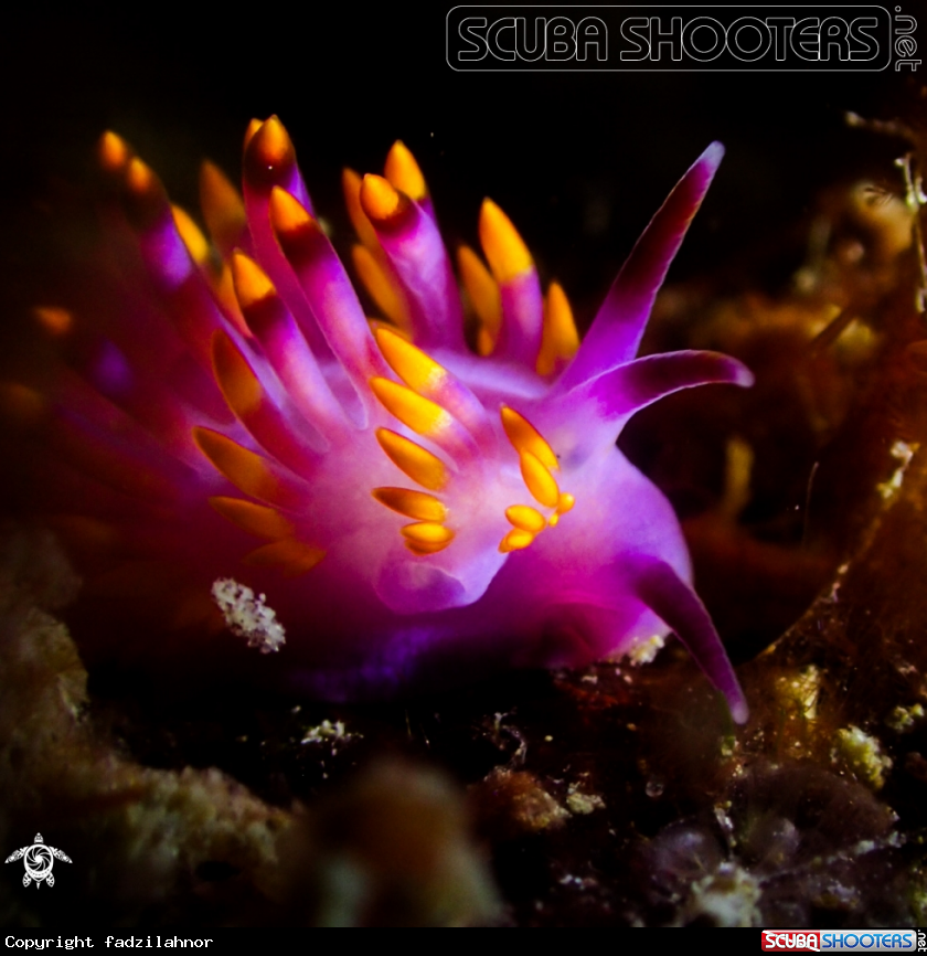 A Nudibranch