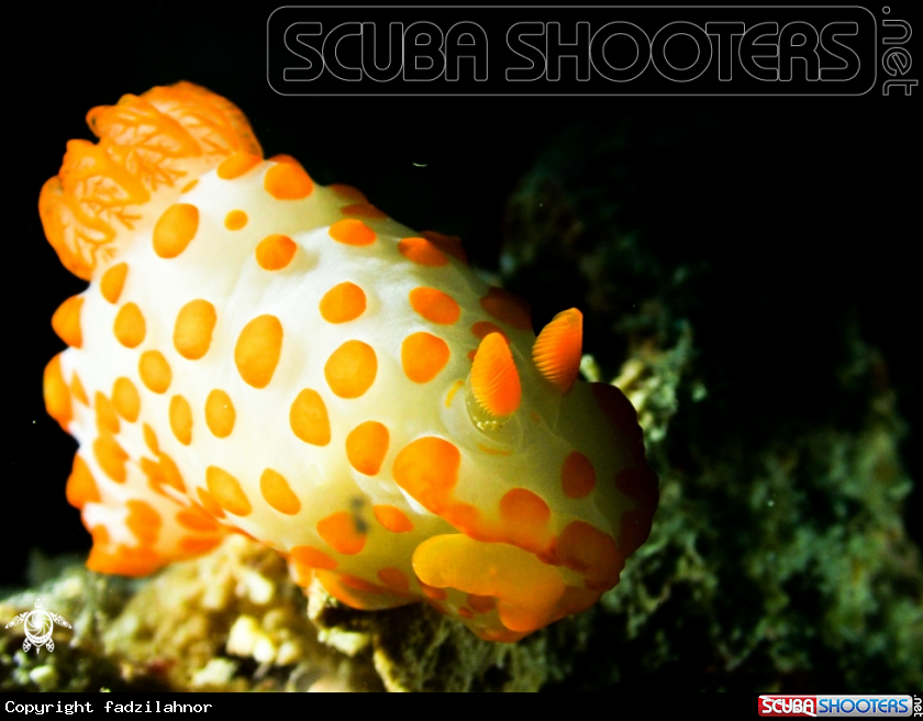 A Nudibranch