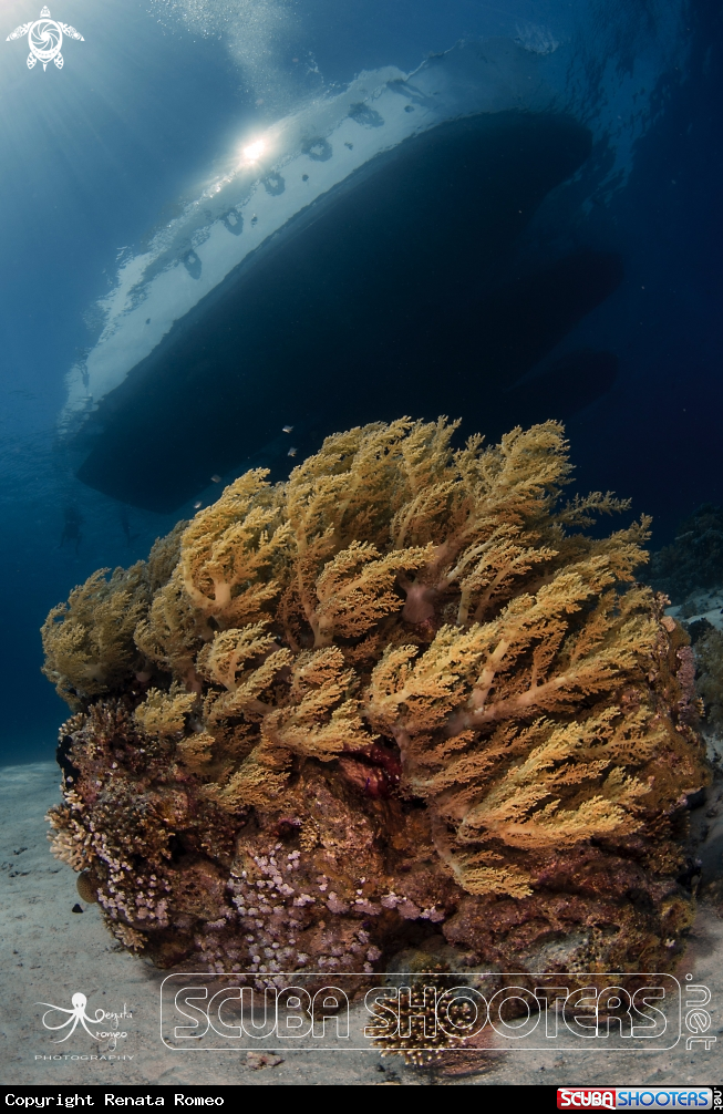 A soft coral