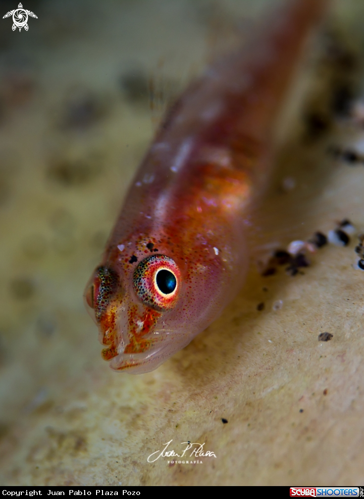 A Goby