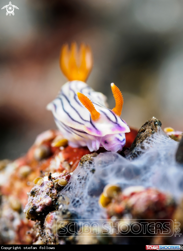 A Nudibranch