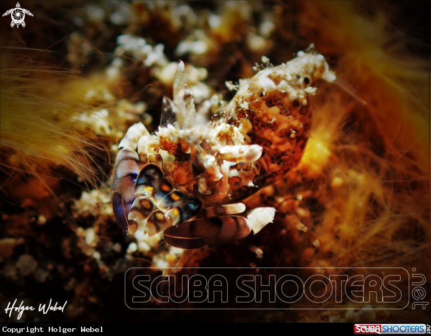 A The simplex shrimp