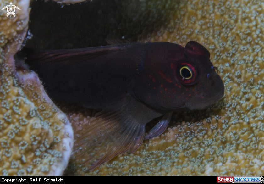 A Gobies