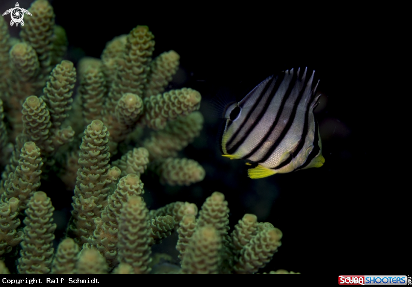 A Chaetodontidae