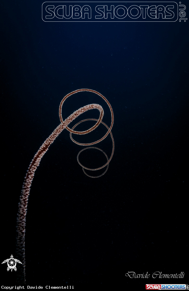 A Wire corals