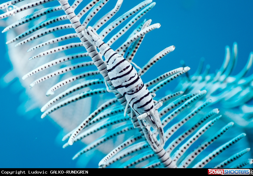 A crinoid shrimp