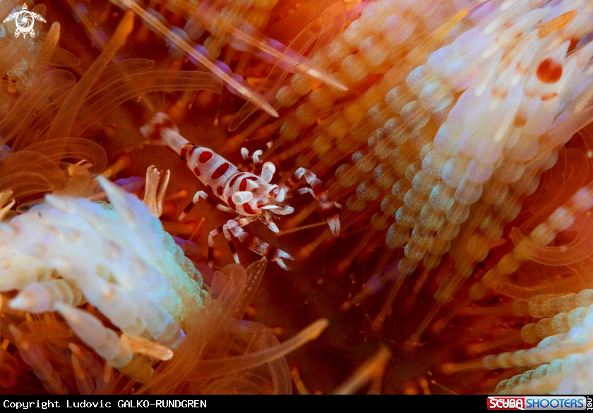 A Coleman's shrimp
