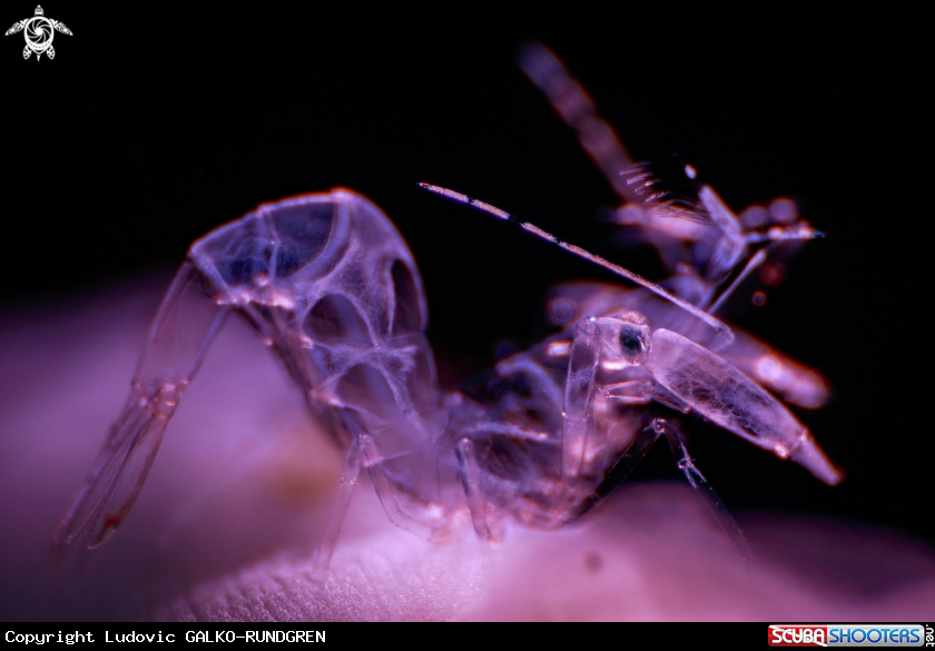A Coral ghost shrimp