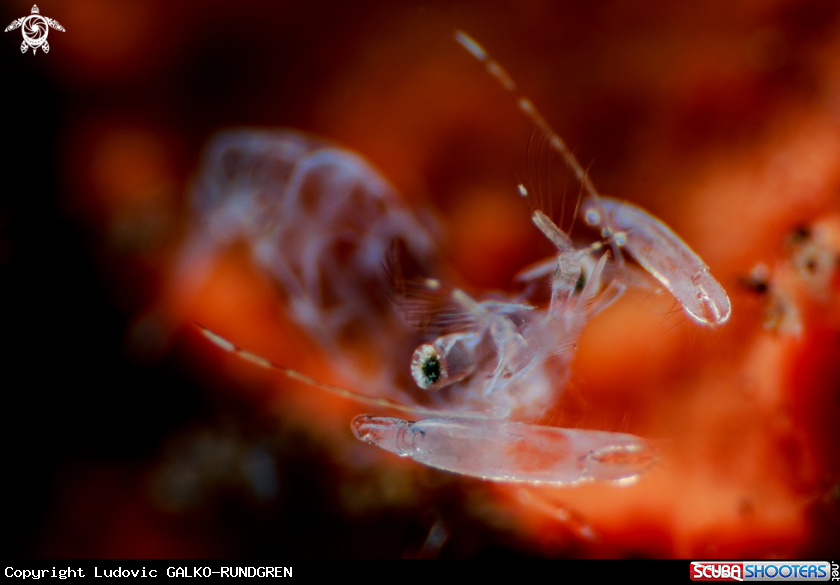 A Coral ghost shrimp