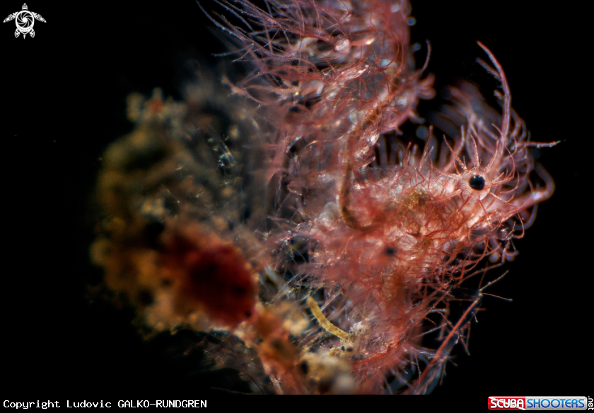 A Coral ghost shrimp